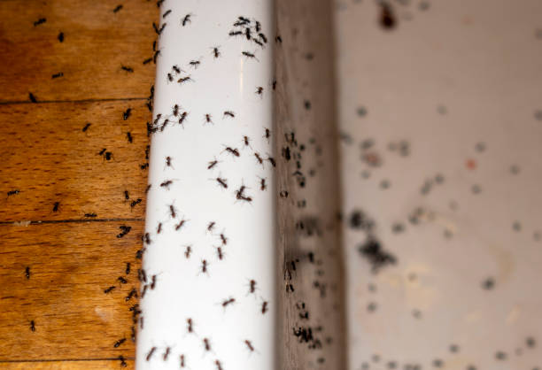 Best Cockroach Control Services  in Oakley, CA
