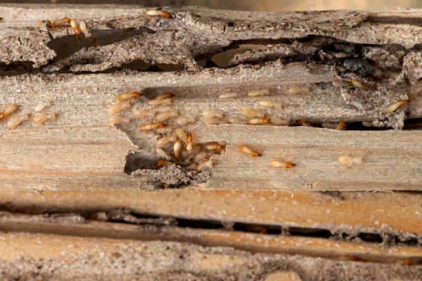 Best Residential Pest Control  in Oakley, CA